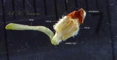  Anterior Stamen with a spur